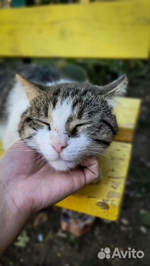 Котоняня, кэтситтер, зооняня фмр, центр, смр и юмр