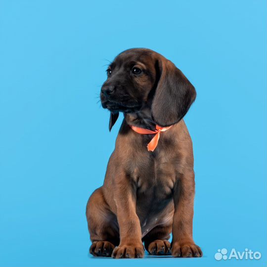 Баварская горная гончая