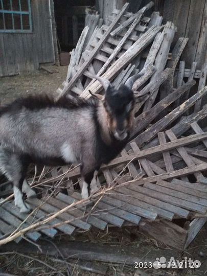 Козлик и коза, 8 мес