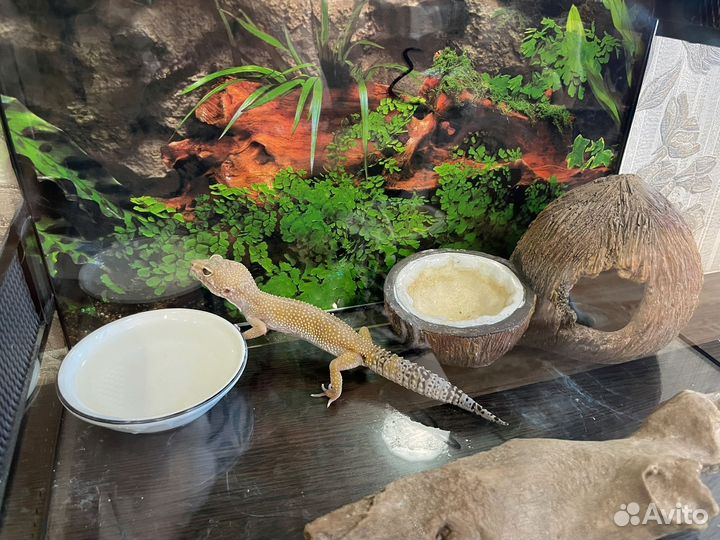 Эублефар с террариумом
