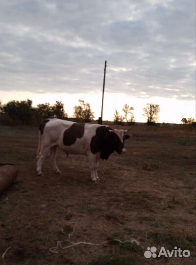 Быки на мясо