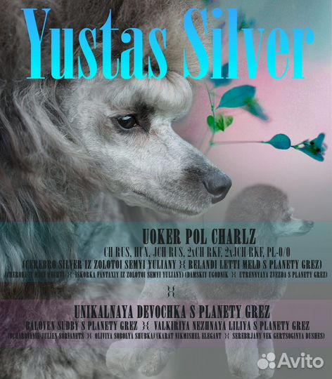 Пудель Миниатюрный Серебро вязка