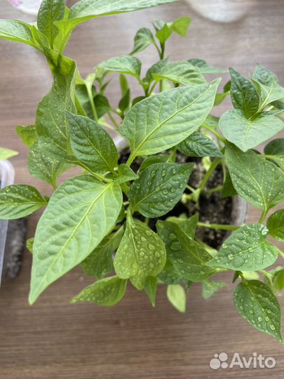 Рассада перцев сочных вкусных