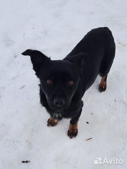 Маленький пёсик в добрые руки