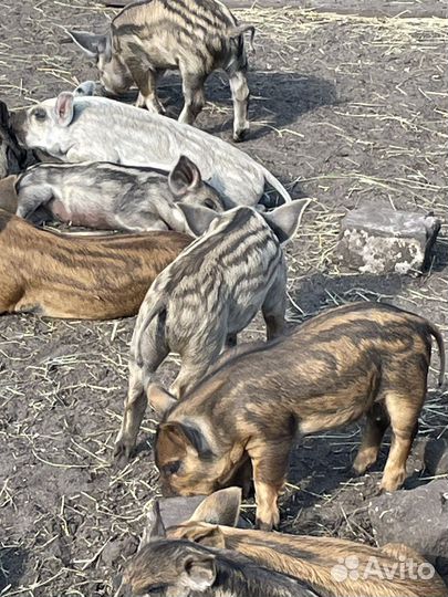 Продам поросят