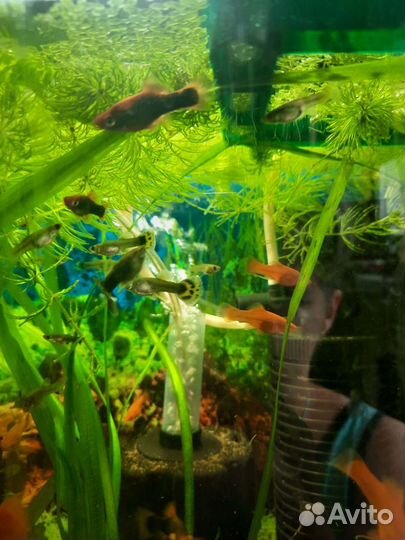 Аквариумные рыбки