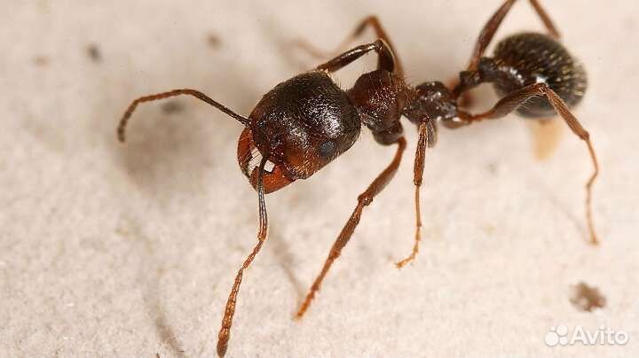 Муравьи messor structor