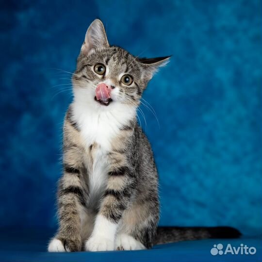 Котенок в дар