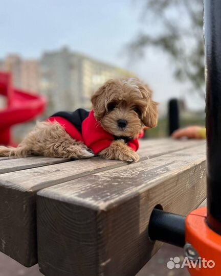 Мальтипу тедди ф1