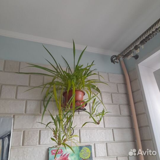 Хлорофитум отростки