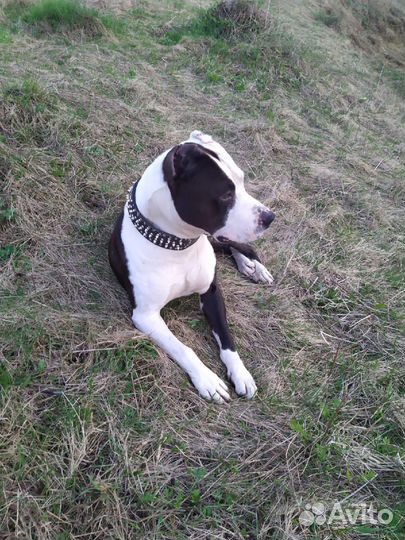 Щенки стаффорда