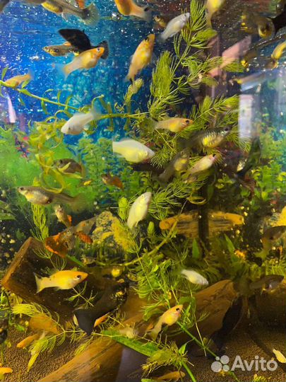 Аквариумные рыбки