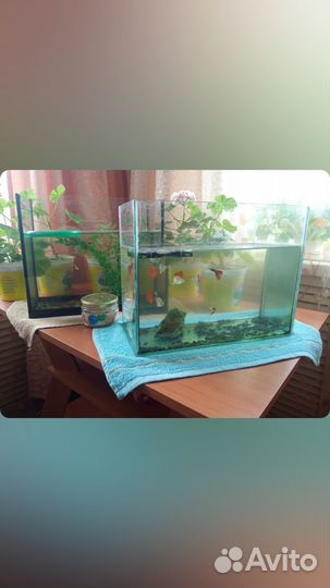 Аквариумные рыбки