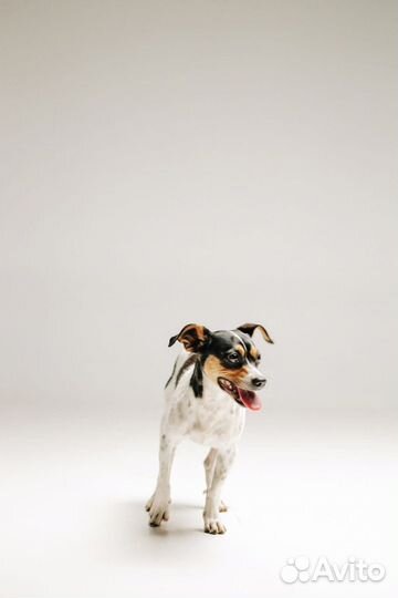 Метис Джек Рассел терьера в добрые руки