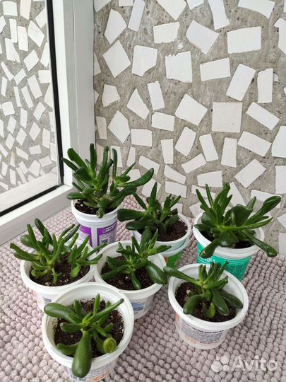 Крассула Коралл