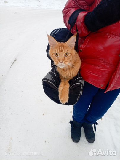 Котята мейн-кун рыжие