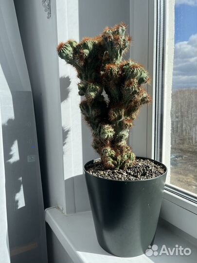 Cereus peruvianus monstrosis Кактус цереус рыжий