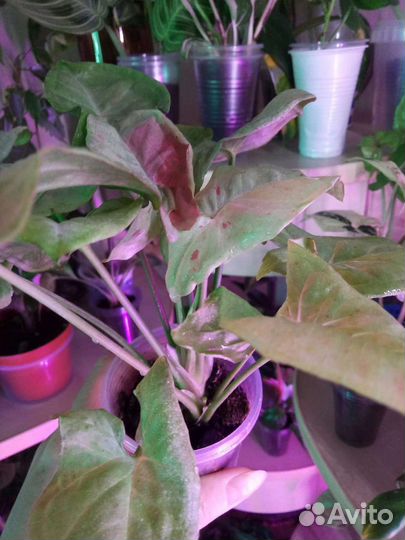 Сингониумы сортовые