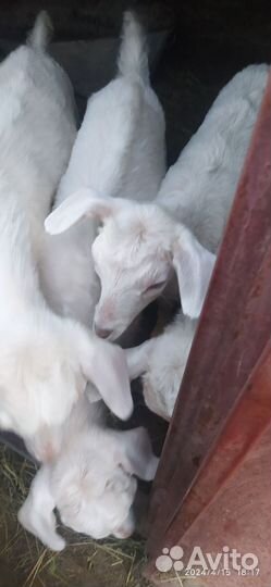 Коза дойная молочная с козлятами