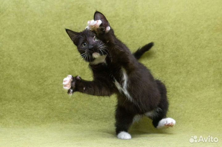 Котенок