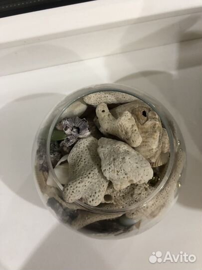 Ракушки, кораллы