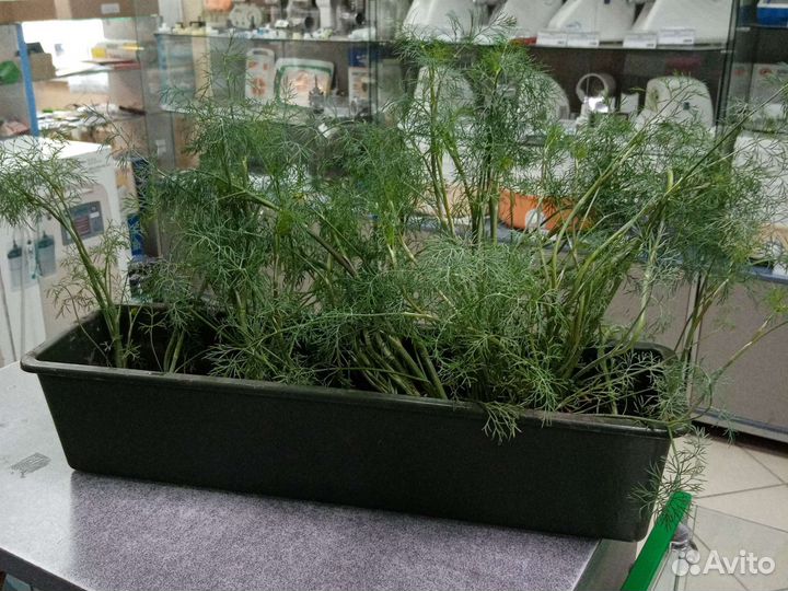 Ящик под рассаду, цветы, растения, Ротор