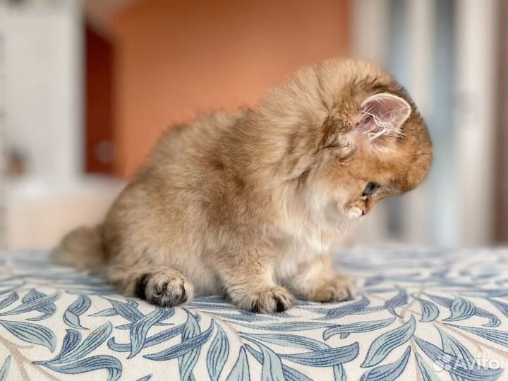 Котята золотая шиншилла