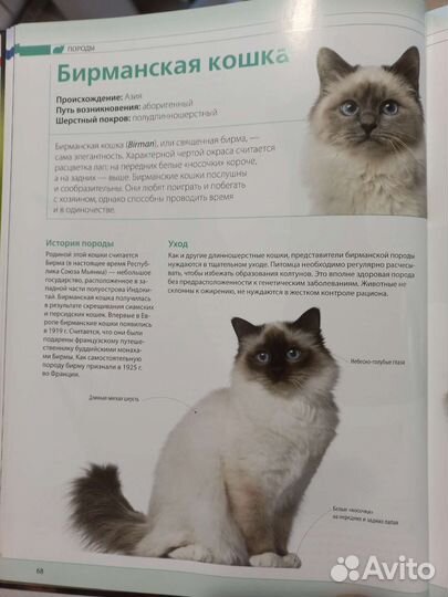 Энциклопедия про кошек