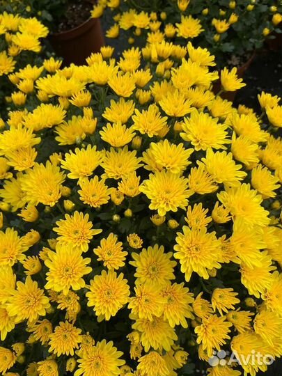 Хризантемы мультифлора