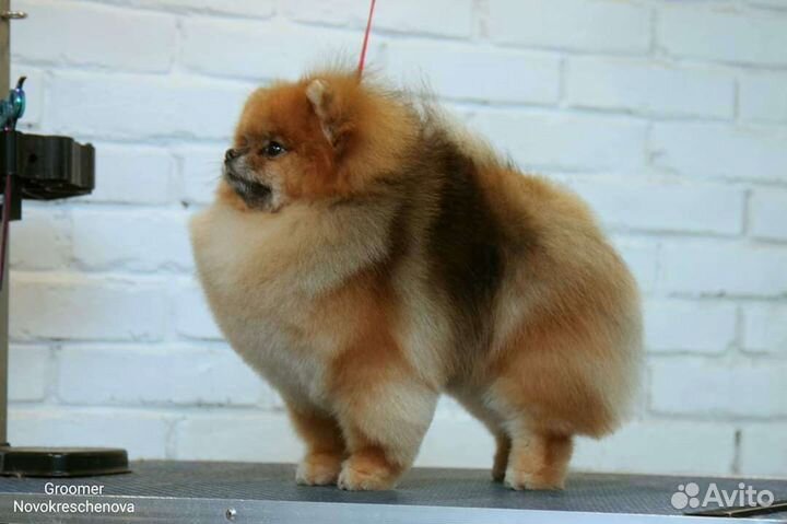 Стрижка шпица