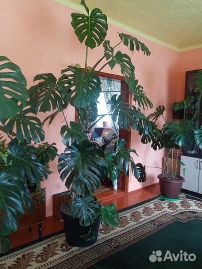 Монстера для офиса