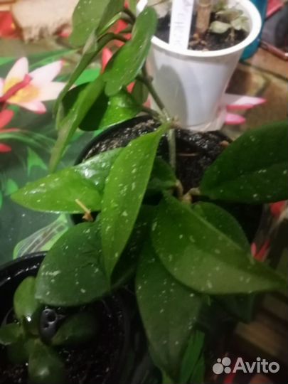 Денежное дерево, хойя