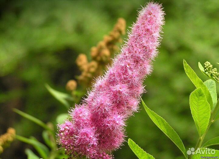 Кустарники декоративные