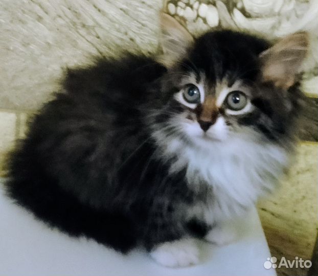 Сибирские пушистики