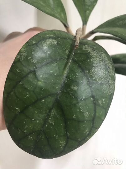 Хойи сортовые