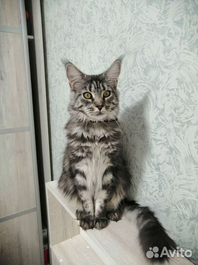 Кошка мейн - кун