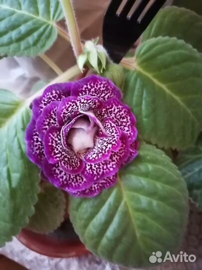 Глоксиния махровая