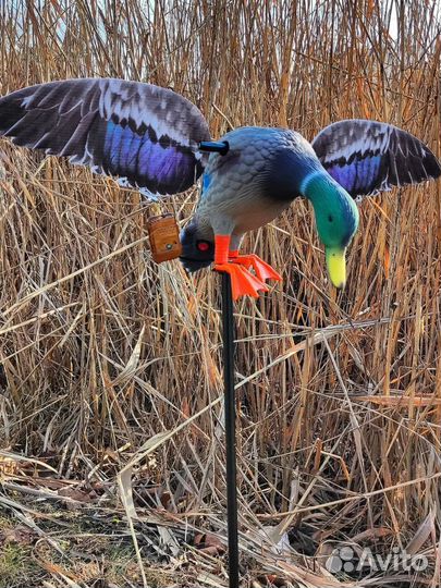 Утка махокрыл для охоты