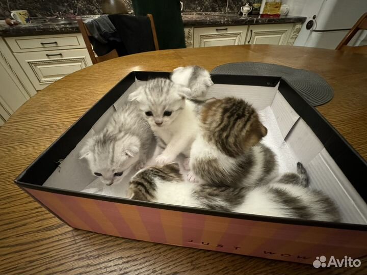 Вислоухие кошки