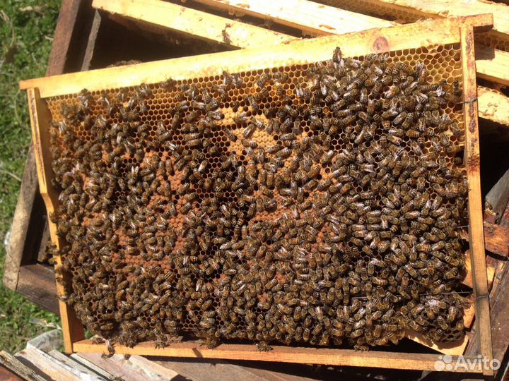 Пчелопакеты