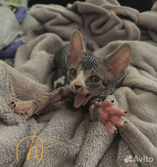 Канадский сфинкс