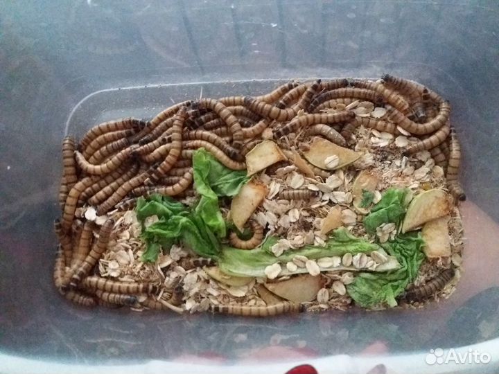 Зофобос (зофобус, зофобас)