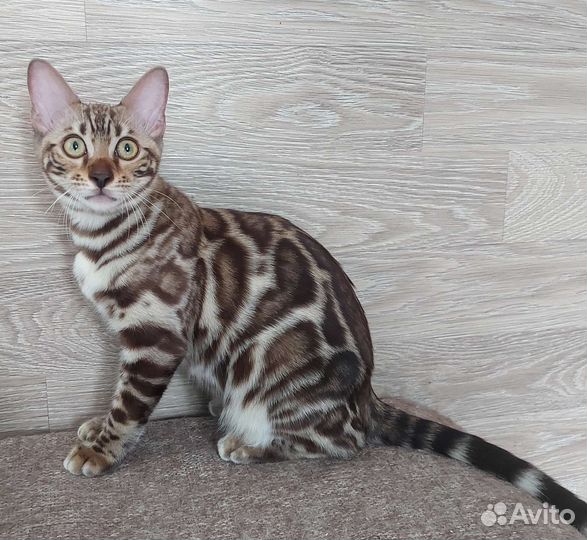 Бенгальская