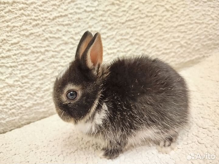 Декоративные кролики домашний мини