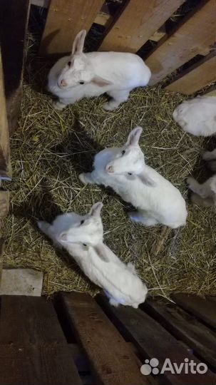 Козлята от молочных коз