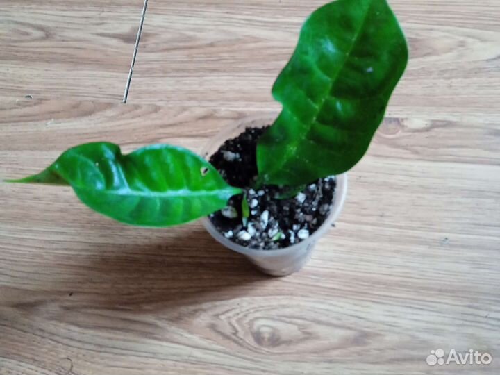 Табернемонтана, абутилон Тигр, монстера Манки