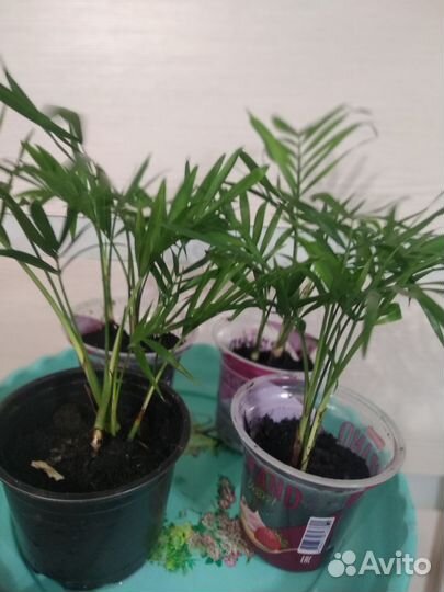 Пальмы хамедарея