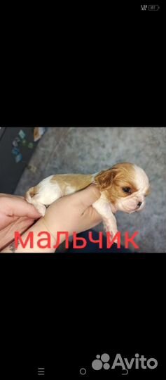 Кавалер Кинг Чарльз спаниель