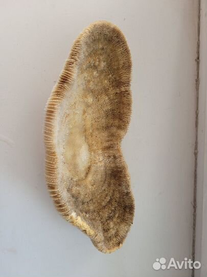 Коралл