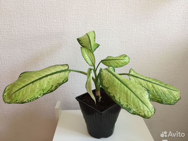 Диффенбахия Рудольф Роерс